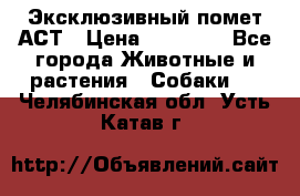 Эксклюзивный помет АСТ › Цена ­ 30 000 - Все города Животные и растения » Собаки   . Челябинская обл.,Усть-Катав г.